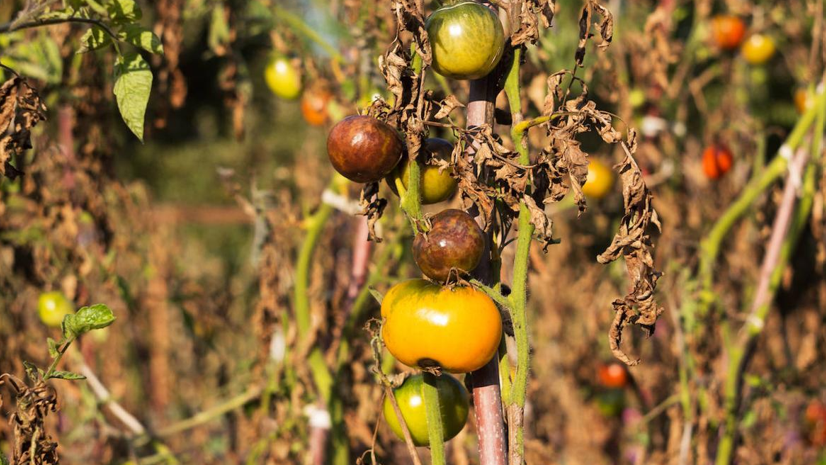 bea salicilico tomate|bea tomate Captura de pantalla 2024-10-07 184313|bea salicilico tomate|bea salicilico form